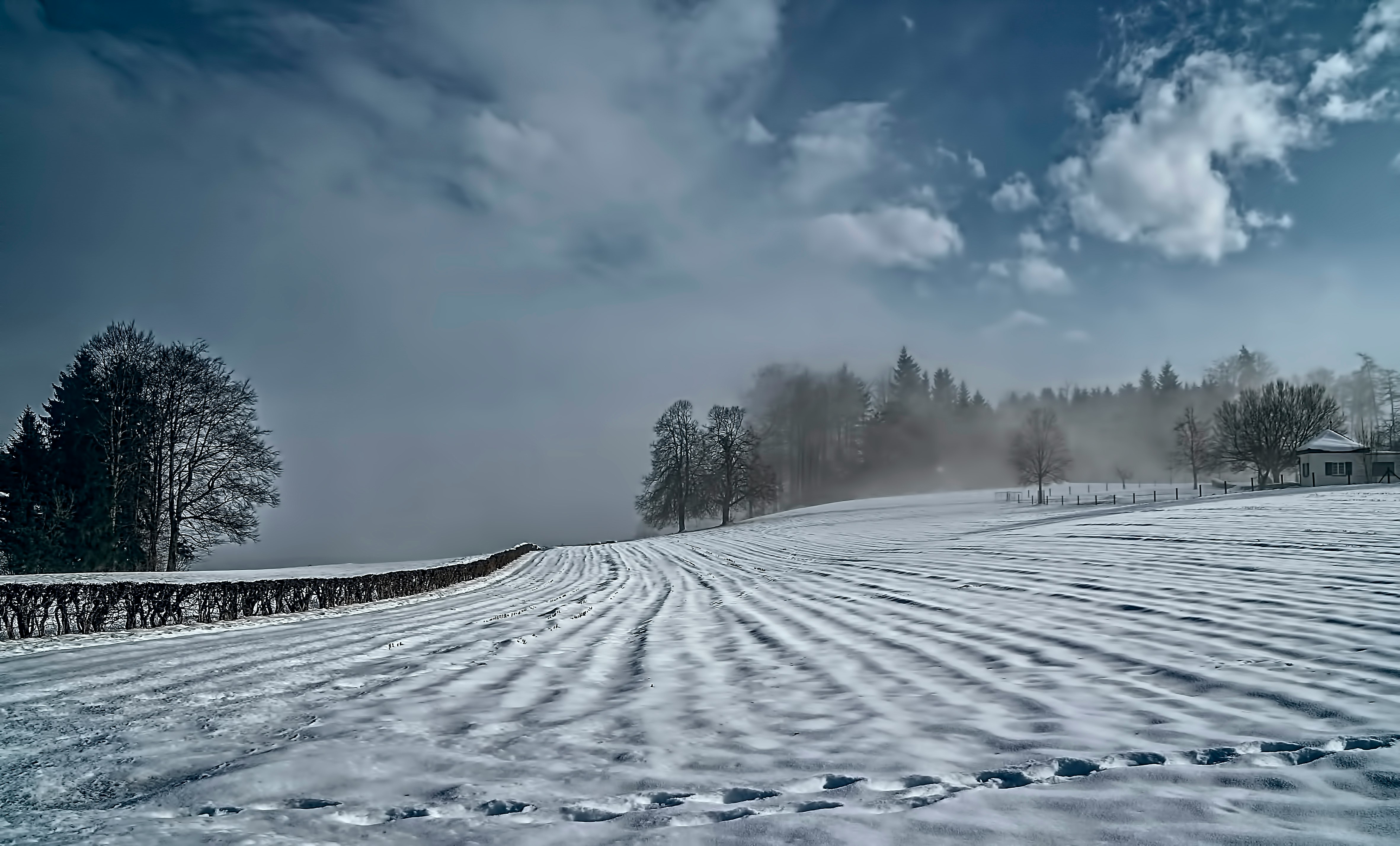 snow covered field across pine trees